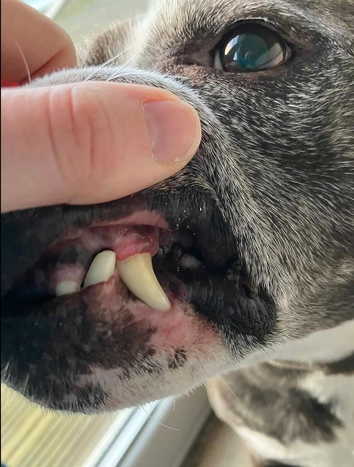 Authorized customer after visible surface tartar care