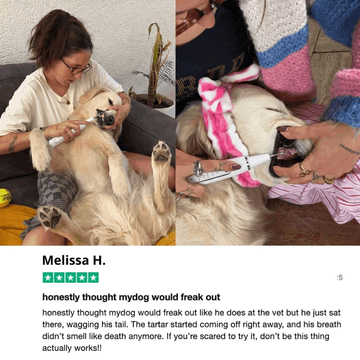 RodentLab dog dental-care results and product information