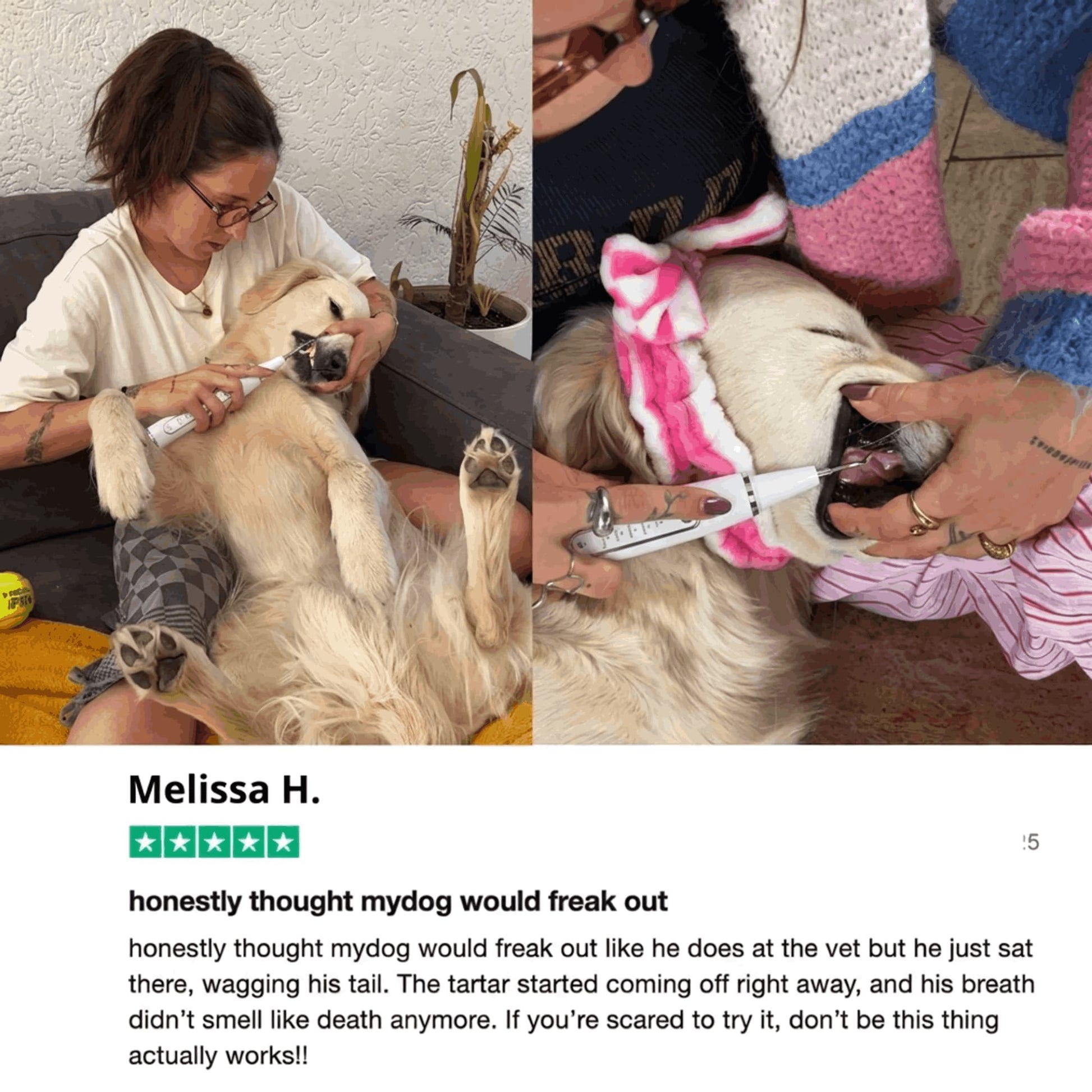 RodentLab ultrasonic dog tartar remover product image 9