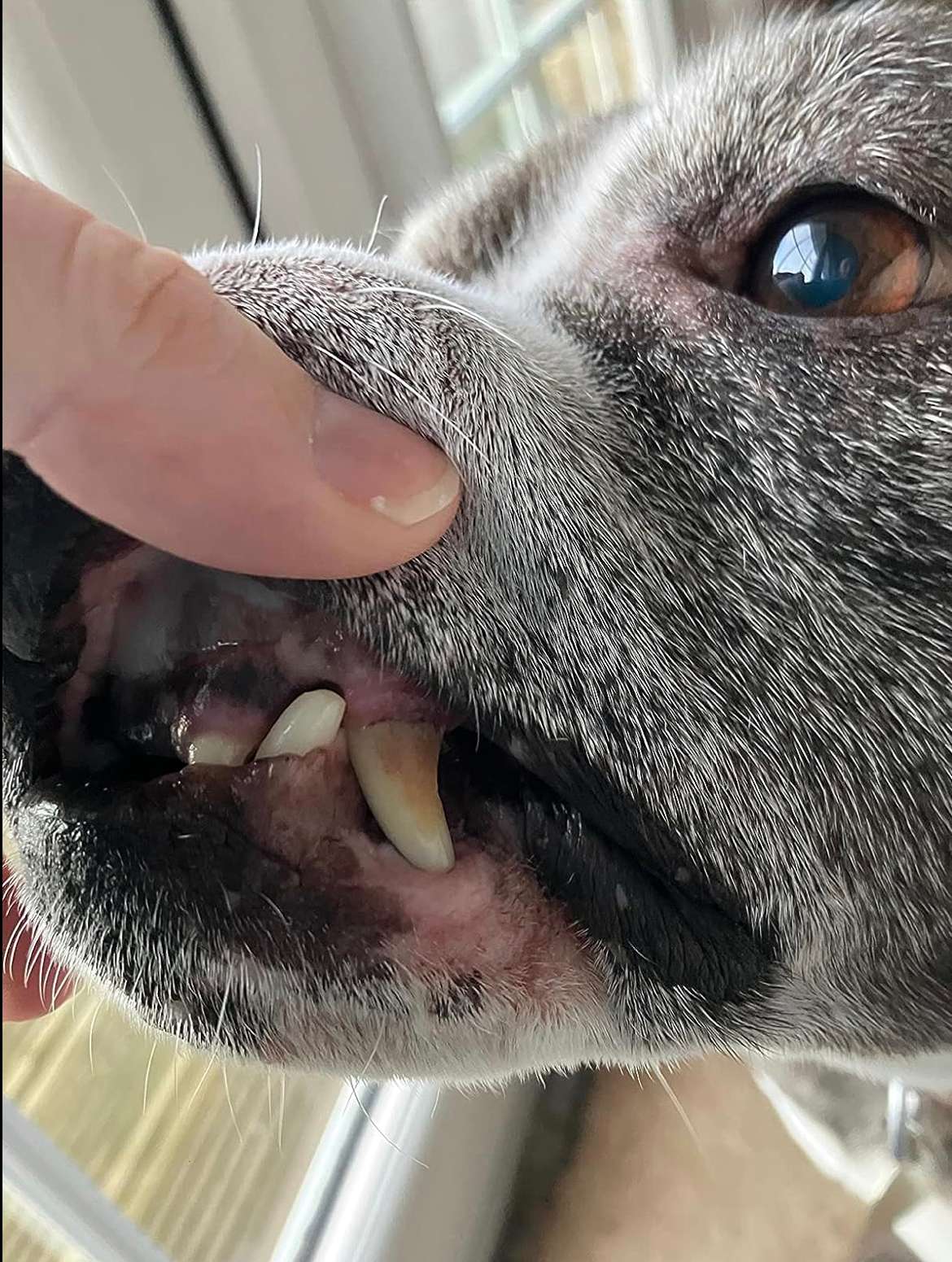 Authorized customer before visible surface tartar care